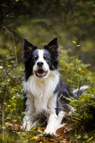 Εκτύπωση καμβά Portrait of a young purebred Border Collie dog in an autumn scenery