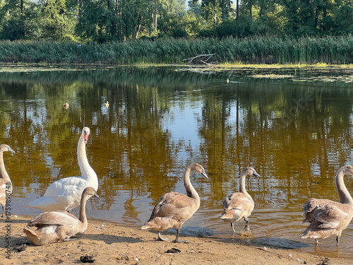 Swans on the sandy shore of a pond