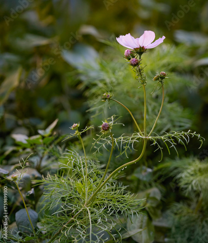 Autumn pink flower