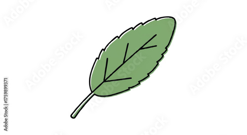 Sage leaf outline icon vector