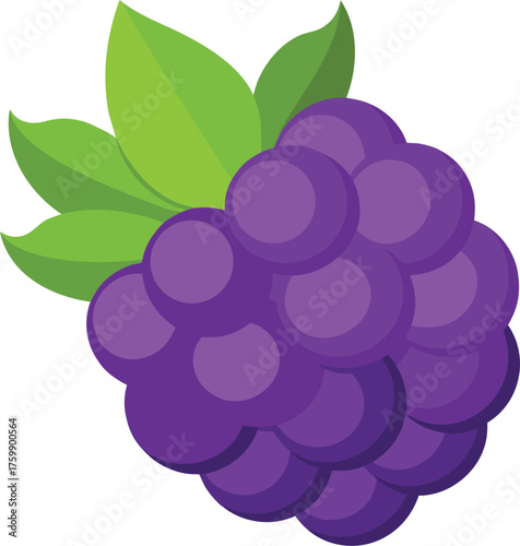 Vector art of a bunch of ripe purple grapes with green leaves