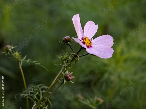 Autumn pink flower