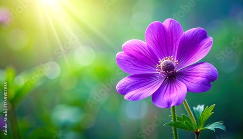 Vibrant Purple Flower Blooming in Sunlight with Green Background.