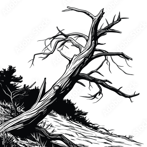 Tree trunk is leaning on a hillside in black and white drawing