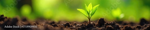 Close-up of vibrant green spring shoots emerging from rich brown soil, sunlight illuminating delicate leaves , rebirth, vegetation
