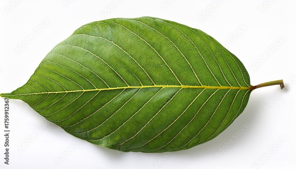 Obraz premium Nut Leaf Isolated On White Background