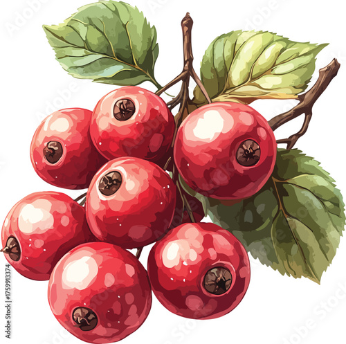 Fresh ripe red currant berries and cherries with green leaves on a branch are macro shots of healthy organic fruit from nature