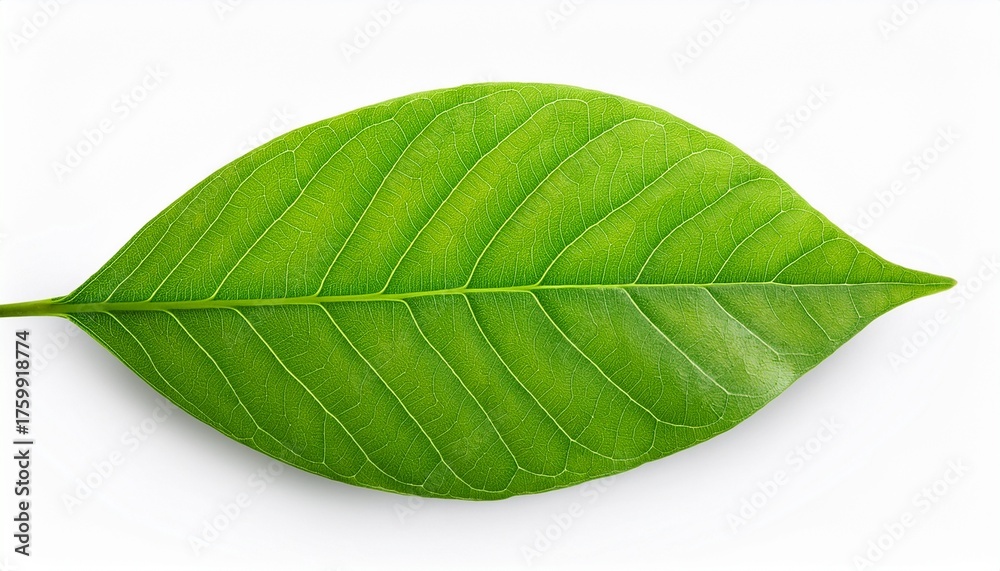 Fototapeta premium Close Up On Green Leaf Texture Isolated On White Background