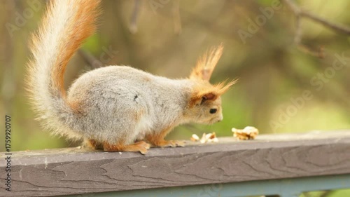 Squirrel hops onto a wooden rail, sniffing and searching for hidden treats under soft light of early morning.