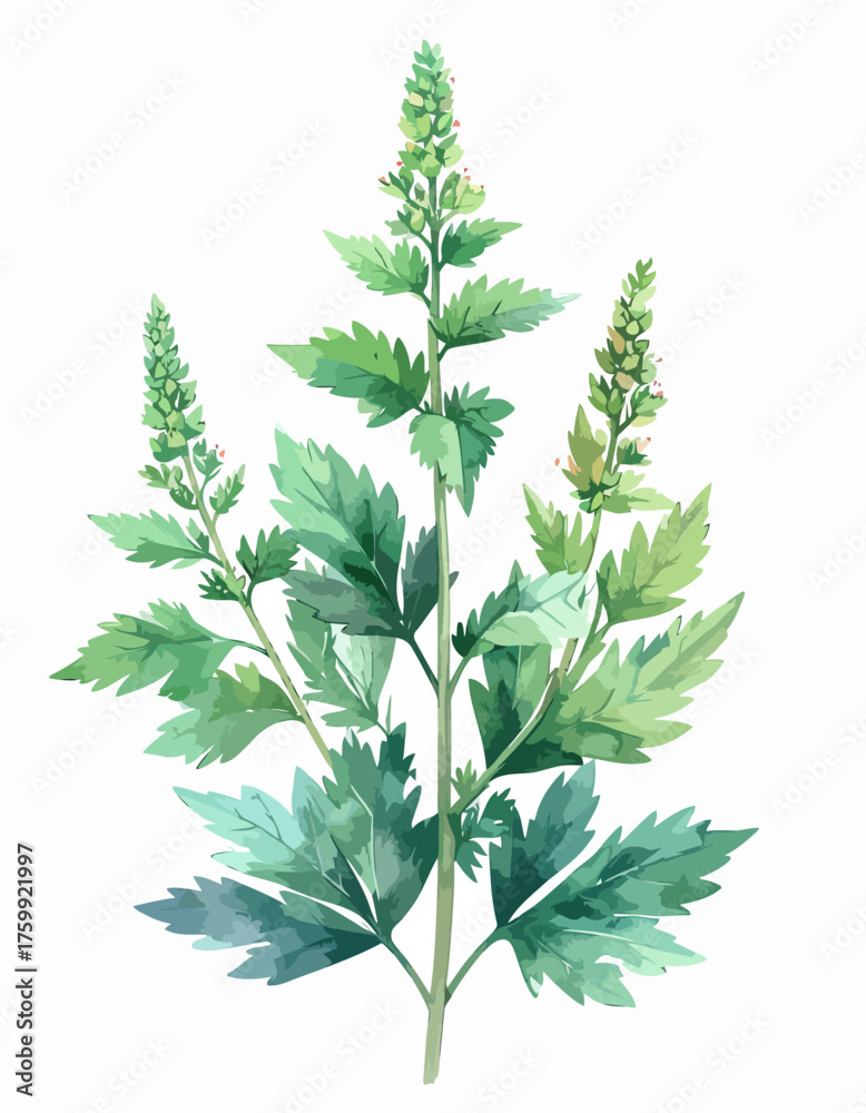 Obraz premium Watercolor Illustration of Artemisia annua Plant with Green Leaves and Flower Buds.