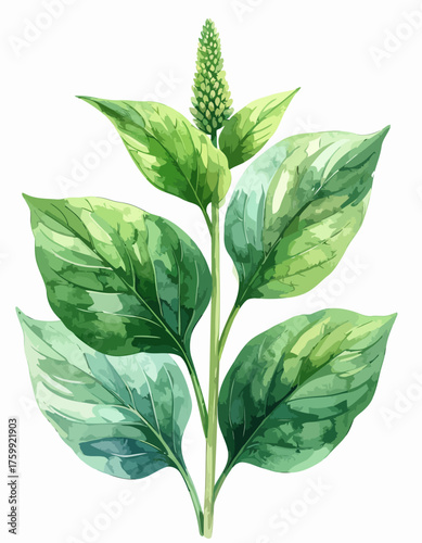 Watercolor Illustration of Achyranthes Aspera Plant with Green Leaves and Flower Spike.