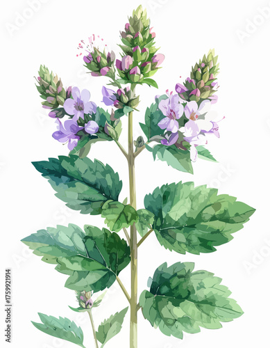 Watercolor illustration of a vibrant flowering mint plant with green leaves.