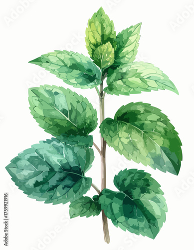 Hand painted watercolor illustration of a fresh mint sprig.