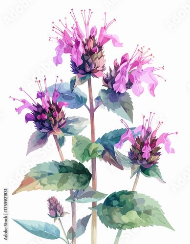 A beautiful watercolor illustration of a flowering wild bergamot plant with pink blossoms.
