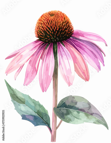 Beautiful watercolor illustration of a vibrant purple coneflower.