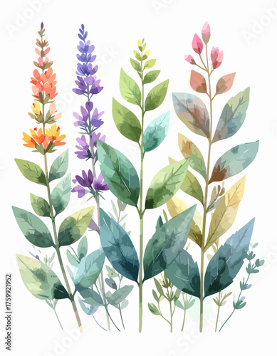 Beautiful watercolor botanical illustration of various flowering plants.