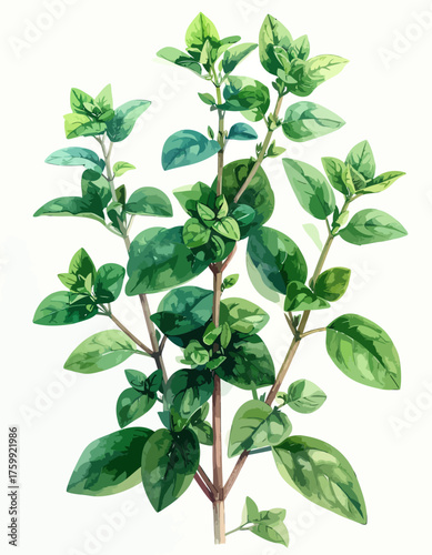 Watercolor painting of a fresh oregano plant with green leaves.