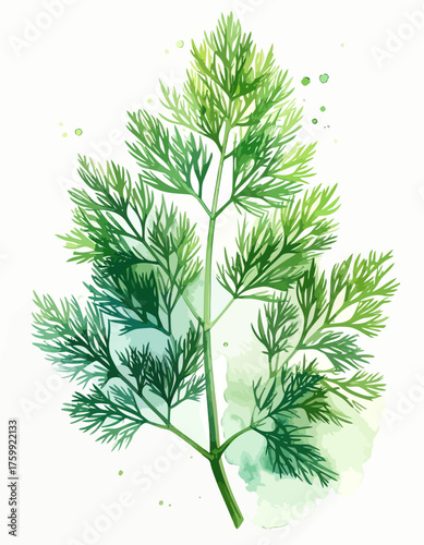 Watercolor illustration of a fresh green dill sprig.