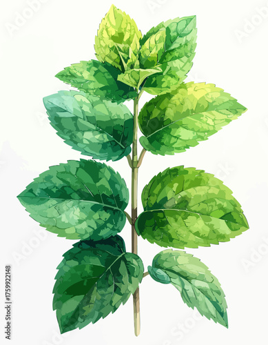 Botanical illustration of a vibrant green plant stem with fresh leaves.