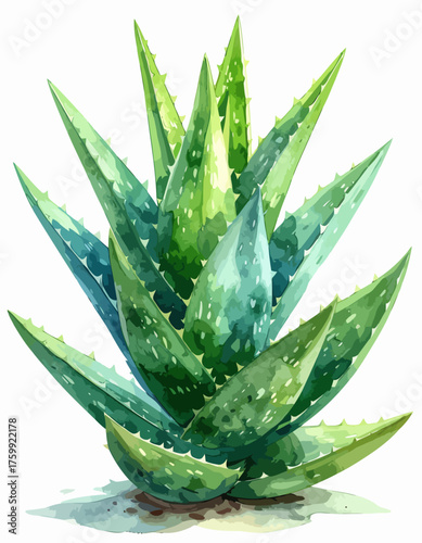 Watercolor painting of a vibrant green aloe vera plant.