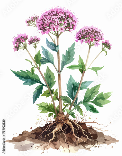 Watercolor illustration of a valerian plant with pink flowers and exposed roots.