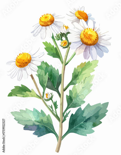 Beautiful watercolor illustration of chamomile flowers and green leaves.