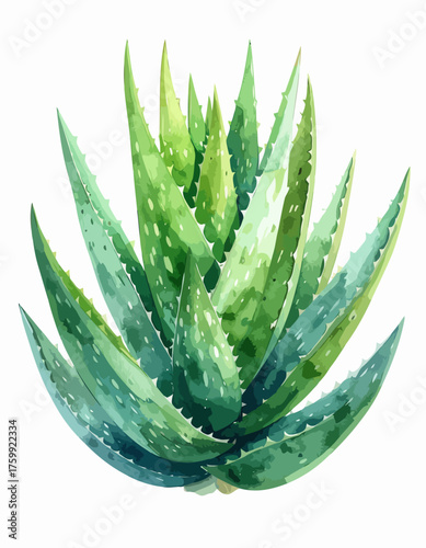 Watercolor illustration of a vibrant green aloe vera plant with spiky leaves.