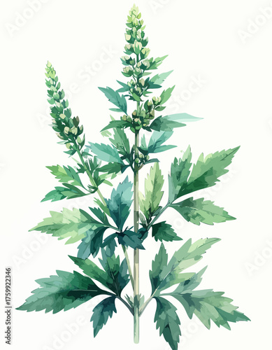 Watercolor illustration of a green plant with feathery leaves and a tall bloom.