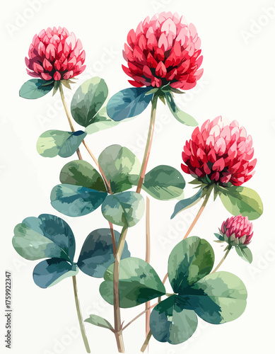 Watercolor Red Clover Flowers and Leaves Illustration on White Background.