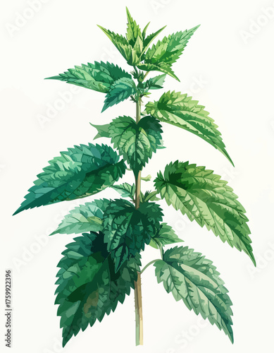 Detailed botanical illustration of a vibrant green stinging nettle plant.