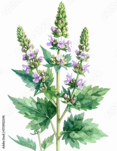 Detailed botanical illustration of a flowering plant with green leaves and purple blossoms.