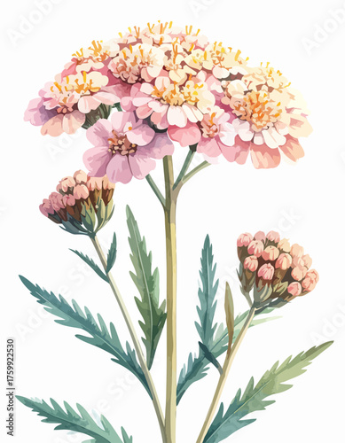 Beautiful pink yarrow flower with green leaves and stem isolated on white background.