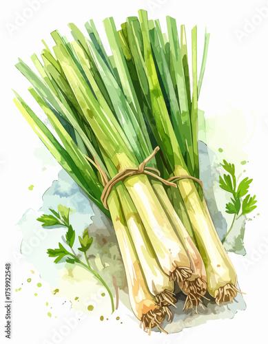 Fresh Lemongrass Stalks Tied Together in a Watercolor Illustration.
