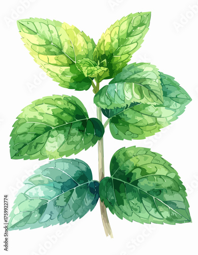 Watercolor Illustration of Fresh Mint Leaves on Stem.