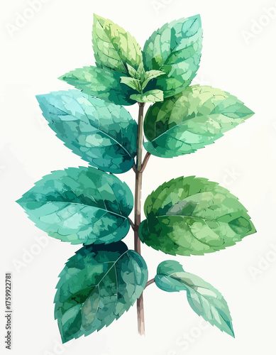 A vibrant watercolor illustration of a fresh mint sprig.