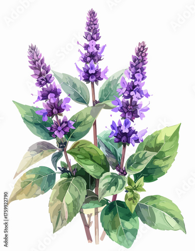 Watercolor painting of vibrant purple basil flowers and green leaves.