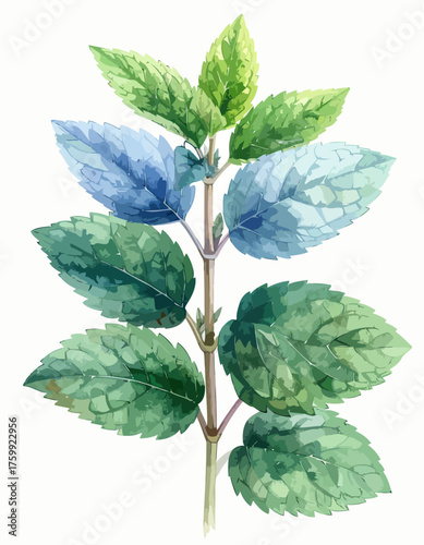 Artistic watercolor illustration of a mint sprig with green and blue leaves.