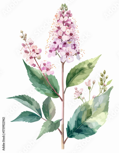 Delicate watercolor illustration of pink flowering plant with green leaves.