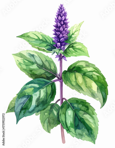 Watercolor Painting of Holy Basil Plant with Purple Flowers and Green Leaves.