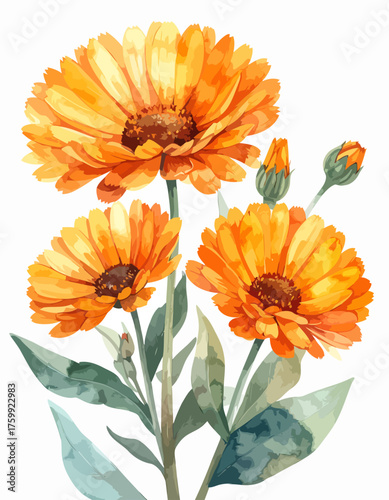 Watercolor painting of vibrant orange calendula flowers with green leaves.