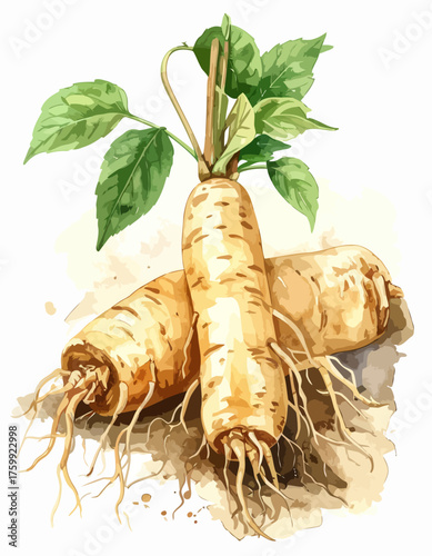 Watercolor Illustration of American Ginseng Roots and Leaves.