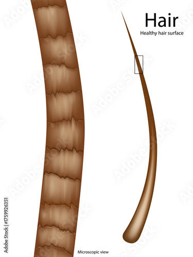 Detailed scientific illustration showing a healthy human hair structure under the microscope. Close-Up Illustration of Smooth Hair Shaft under Microscope