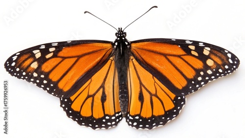A delicate Monarch butterfly with orange and black wings rests on a tree branch in the summer garden