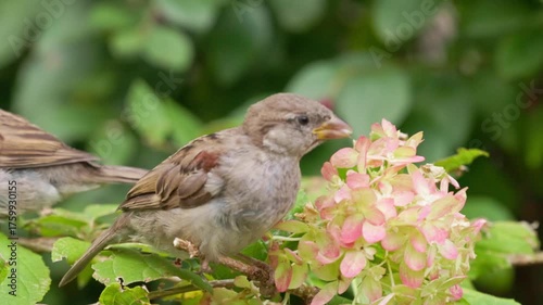 Sparrows can be seen enjoying the delicate pink flowers in a lush garden on a clear afternoon.
