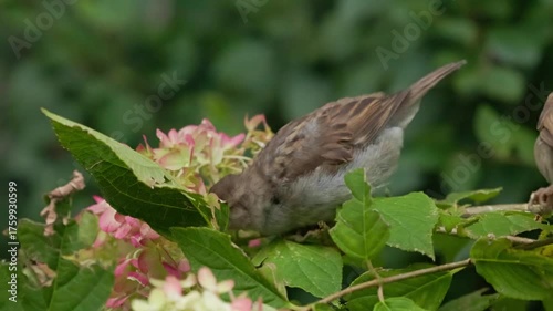 Watch small birds foraging on vibrant flowers in a green garden, showcasing nature's beauty and harmony.