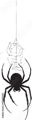A black spider hanging from a web on a white background.