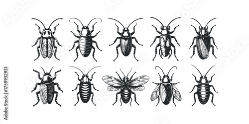 Collection of Insect Illustrations on White Background