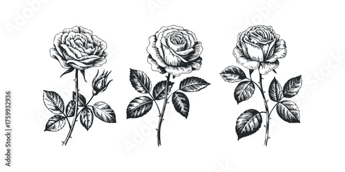 Three Engraved Rose Stems with Leaves and Buds