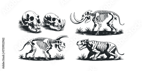 Four ancient animal skeletons and skulls displayed on white background