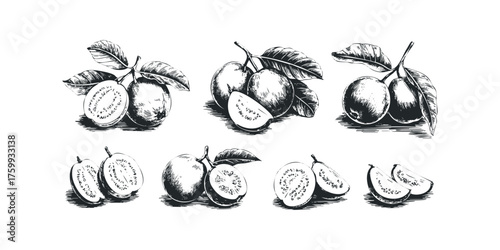 Six illustrations of guava fruit whole and sliced